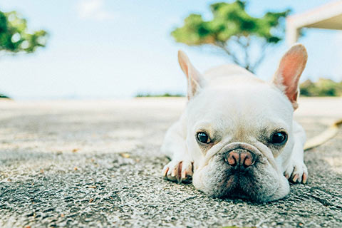 愛犬に快適なリフォーム