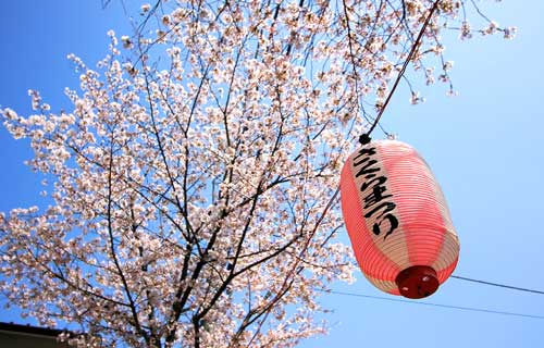 桜祭り