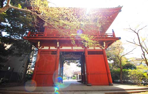 春の本土寺