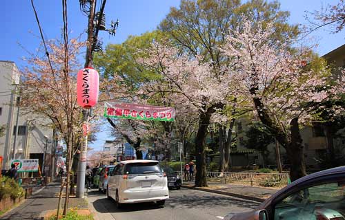 常盤平の桜まつり