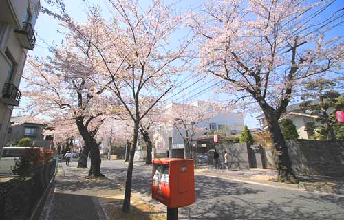 常盤平の桜まつり