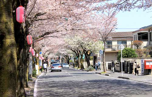 常盤平の桜まつり